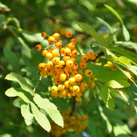 Sorbus aucuparia Autumn Spire Andrew Butko, CC BY-SA 3.0, via Wikimedia Commons