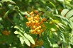 Sorbus aucuparia Autumn Spire Andrew Butko, CC BY-SA 3.0, via Wikimedia Commons