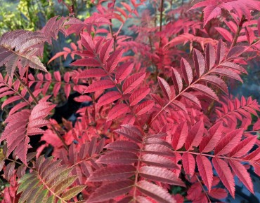 Sorbus aucuparia Autumn Spire
