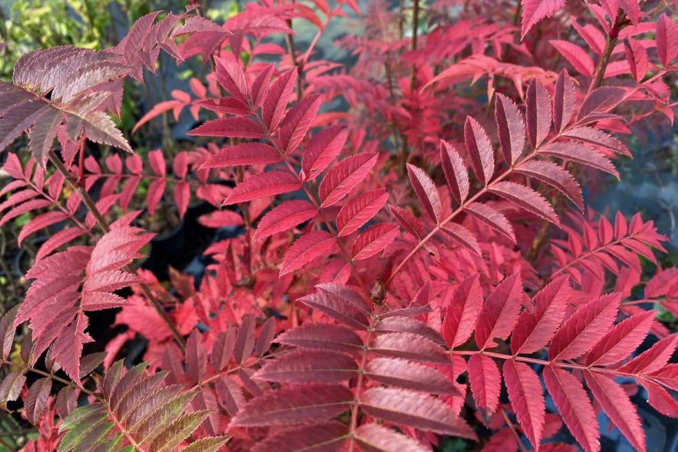 Sorbus aucuparia Autumn Spire