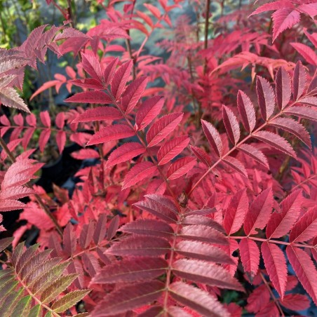 Sorbus aucuparia Autumn Spire