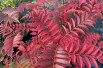 Sorbus aucuparia Autumn Spire