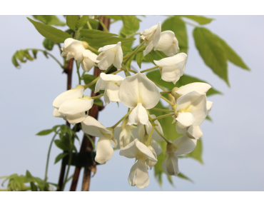 Wisteria floribunda Kapitan Fuji