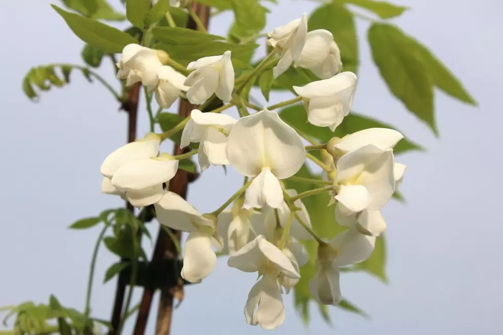 Wisteria floribunda Kapitan Fuji