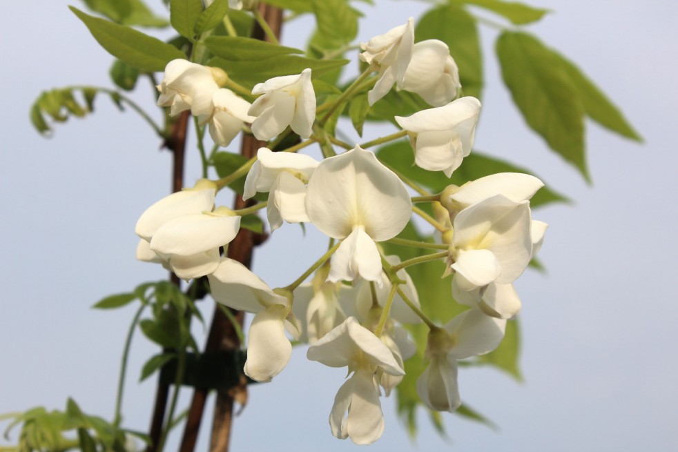 Wisteria floribunda Kapitan Fuji
