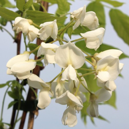 Wisteria floribunda Kapitan Fuji