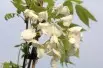 Wisteria floribunda Kapitan Fuji