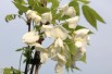 Wisteria floribunda Kapitan Fuji