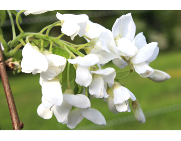 Wisteria floribunda Kapitan Fuji