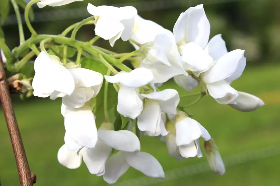 Wisteria floribunda Kapitan Fuji