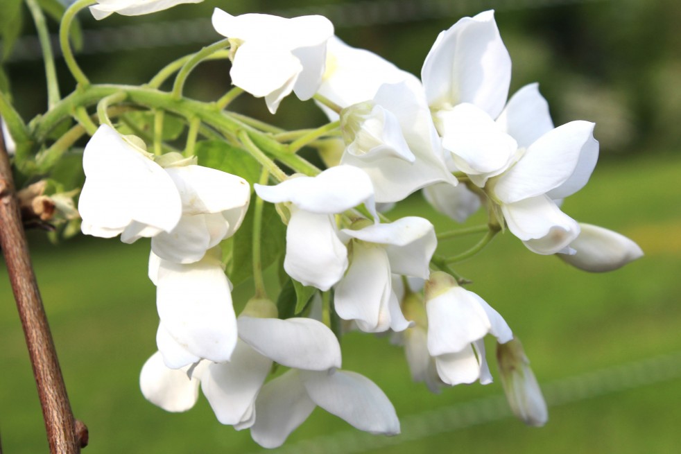 Wisteria floribunda Kapitan Fuji