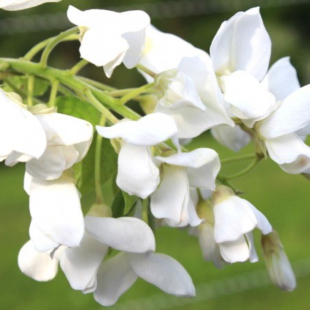 Wisteria floribunda Kapitan Fuji