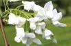 Wisteria floribunda Kapitan Fuji