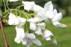 Wisteria floribunda Kapitan Fuji