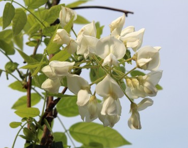 Wisteria floribunda Kapitan Fuji