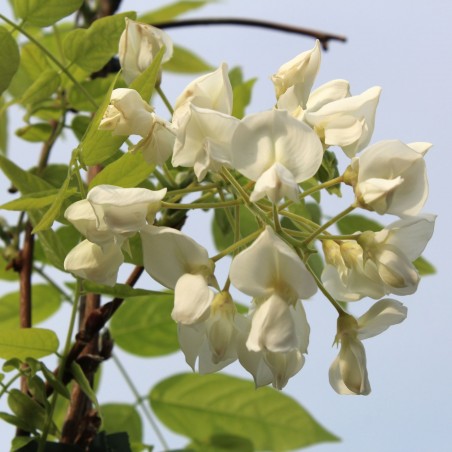 Wisteria floribunda Kapitan Fuji