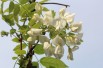 Wisteria floribunda Kapitan Fuji