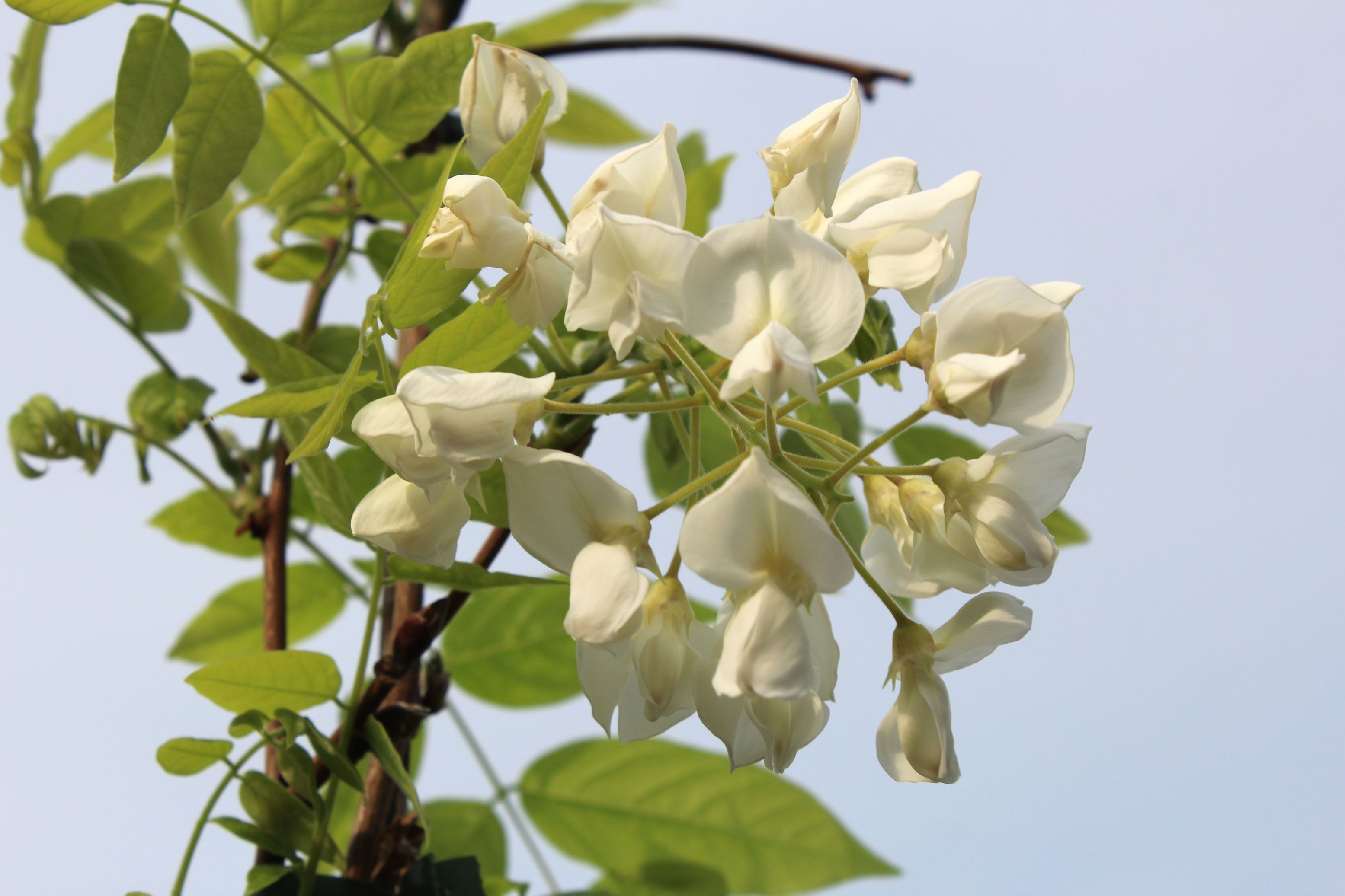 Witte regen Kapitan Fuji - Japanse witte regen - Wisteria floribunda Kapitan Fuji