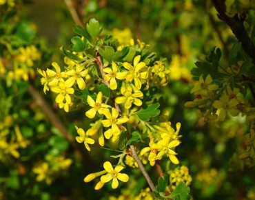 Ribes Odoratum