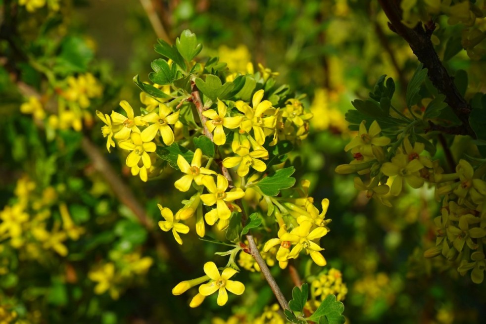 Ribes Odoratum