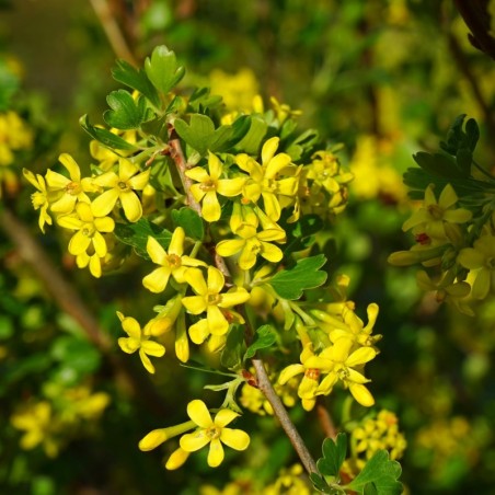 Ribes Odoratum