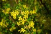 Ribes Odoratum Ribes Odoratum