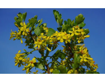 Ribes Odoratum