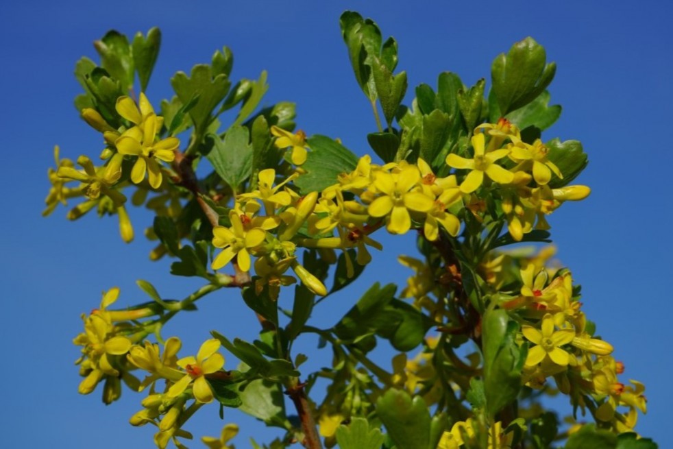 Ribes Odoratum