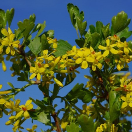 Ribes Odoratum