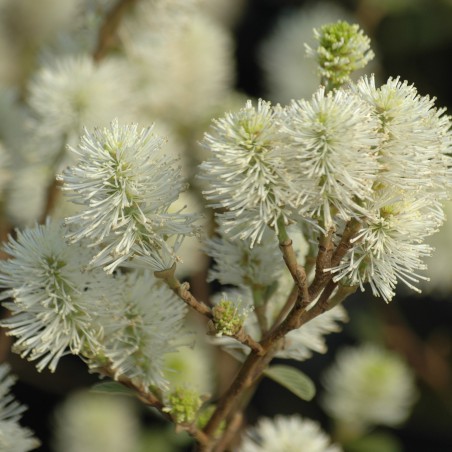lampepoetserstruik (in pot van 3 liter) - Fothergilla Major