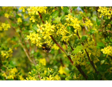 Ribes Odoratum