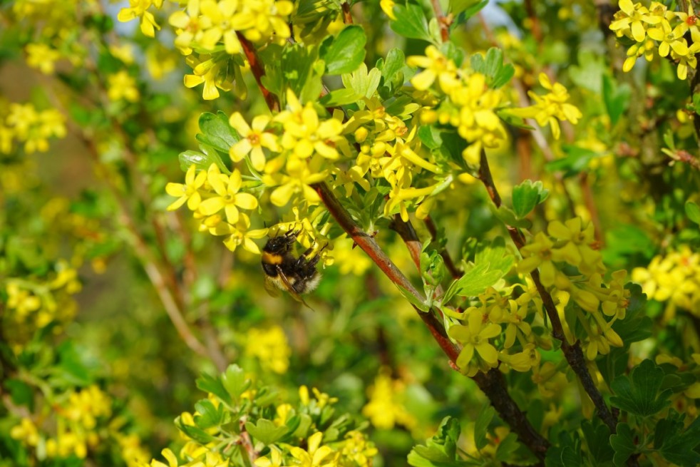 Ribes Odoratum