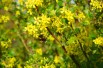 Ribes Odoratum Ribes Odoratum