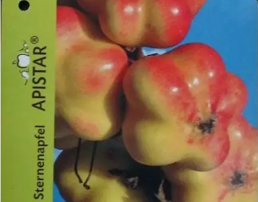 Stern-Apfel 'Apistar'® (im...