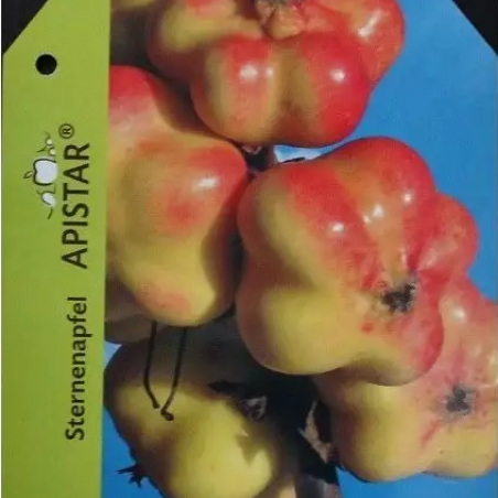 Pommier Api étoilée® - Malus domestica Apistar®