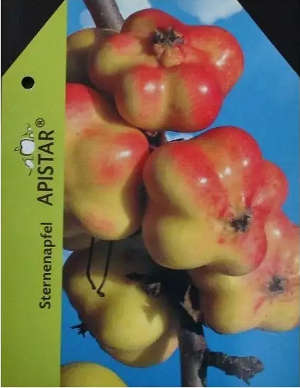 Apistar appelboom®