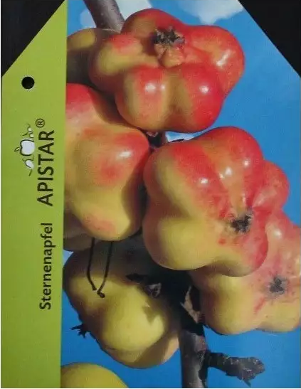 Apistar® apple tree (in 5-liter pot)
