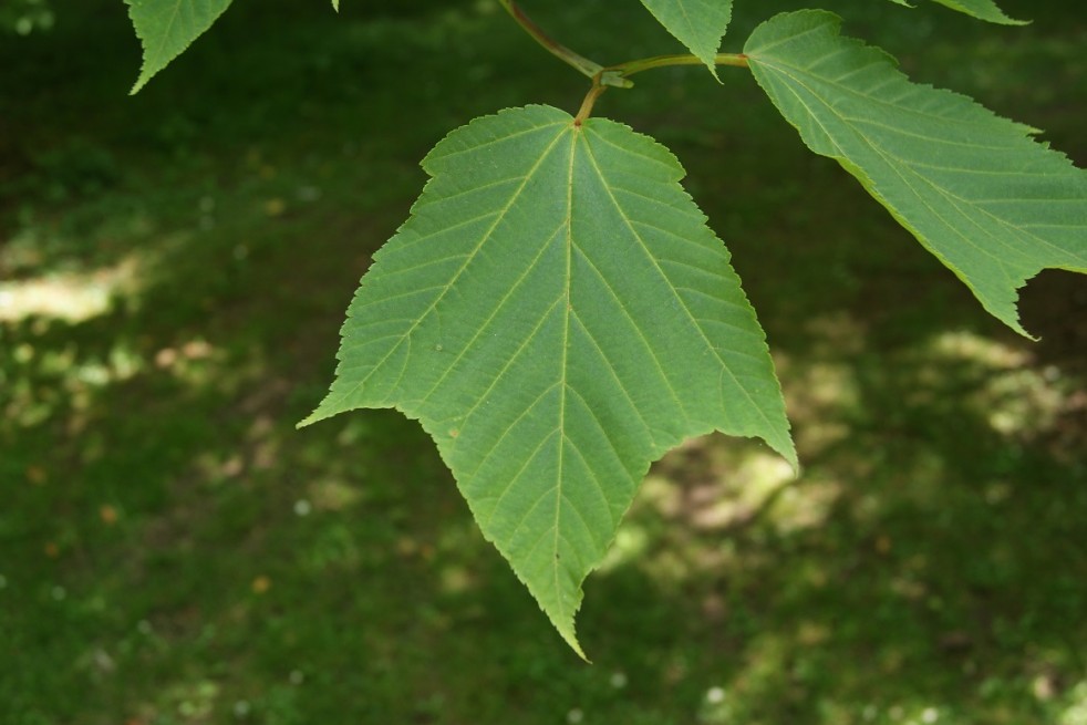 Acer rufinerve - Jardins du Monde.be