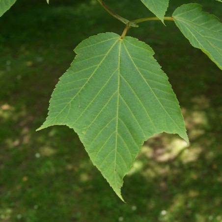 Acer rufinerve - Jardins du Monde.be