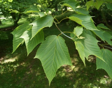 Acer rufinerve - Jardins du Monde.be