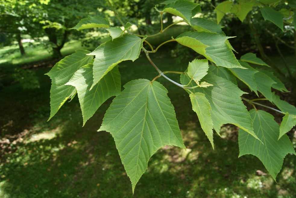 Acer rufinerve - Jardins du Monde.be