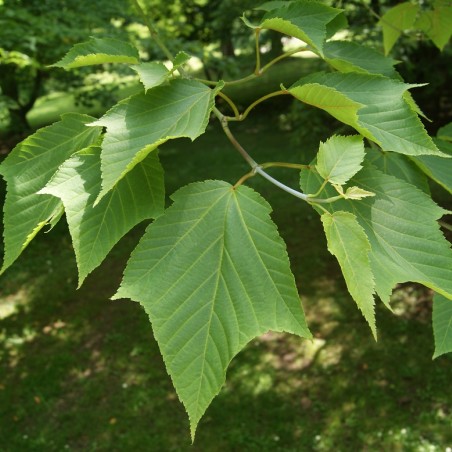 Acer rufinerve - Jardins du Monde.be