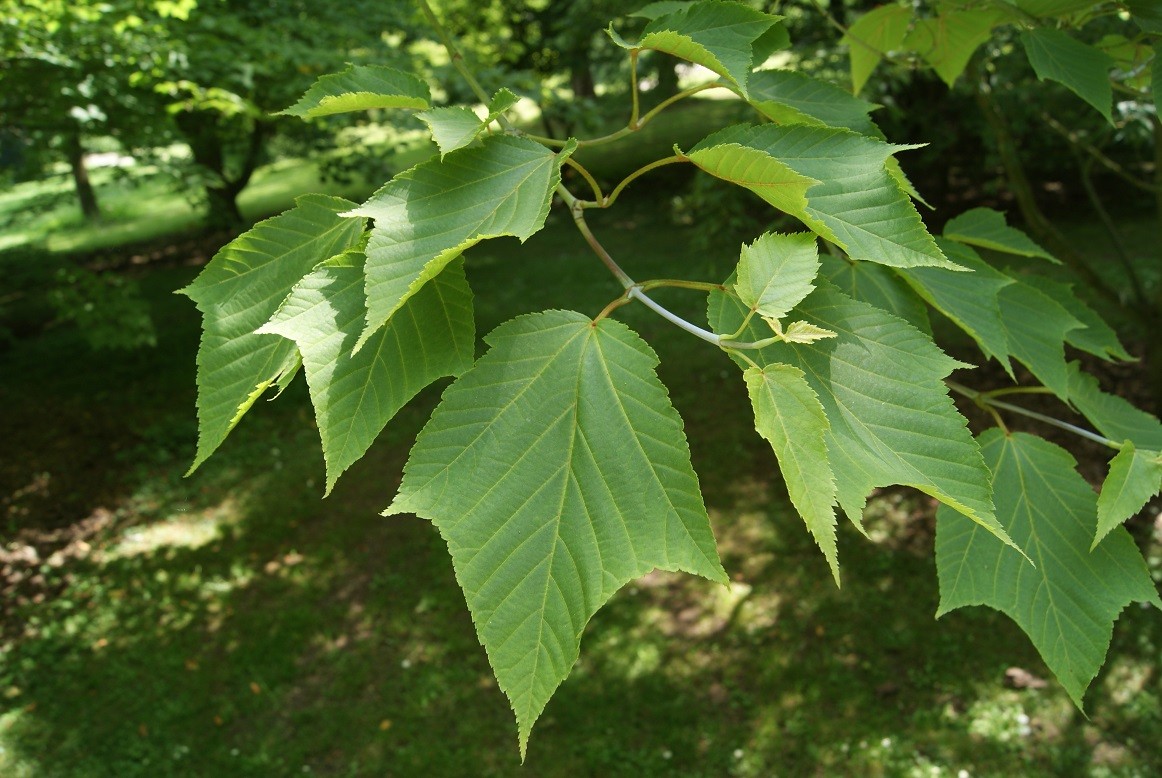 Grey-budded snake-bark-maple