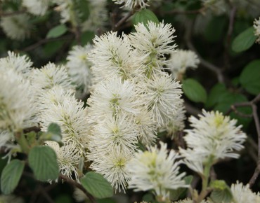 Fothergilla Major (en pot...