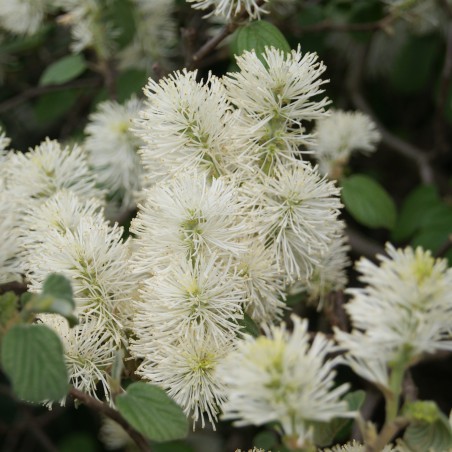 Witch alder (in 3 liter pot) - Fothergilla Major