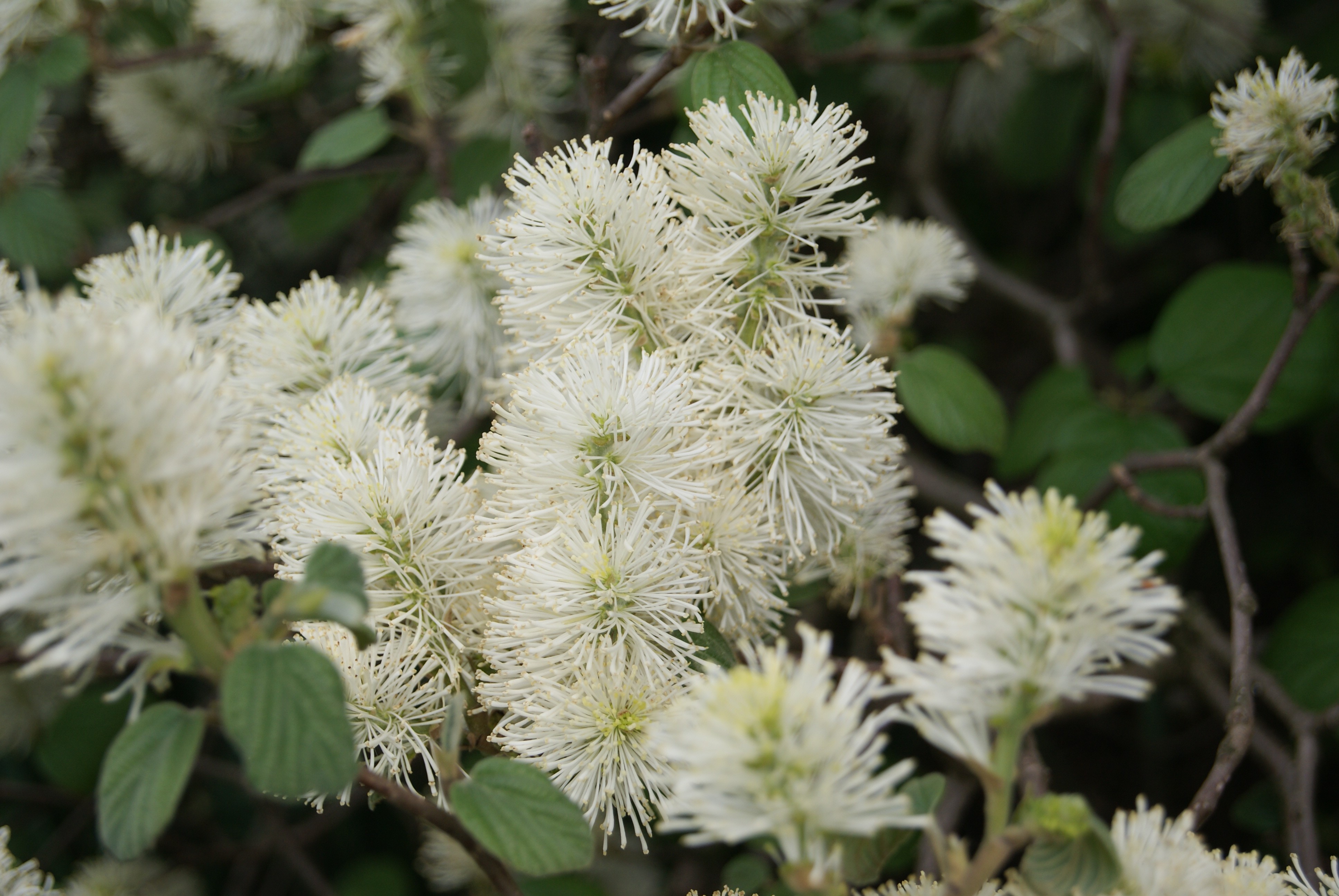 Lampepoetserstruik (in pot van 3 liter)