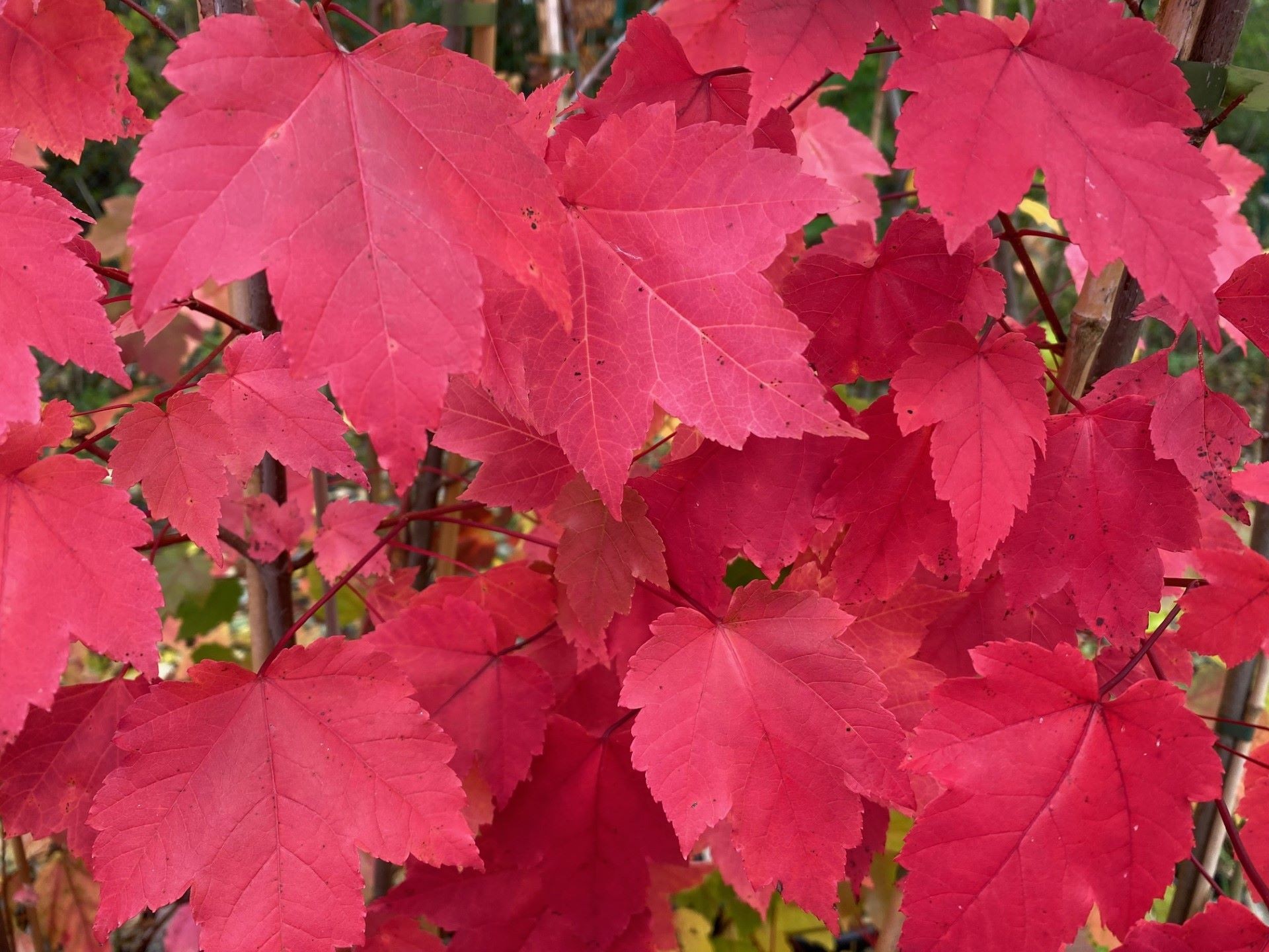 Érable rouge du Canada October Glory