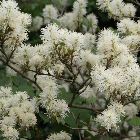 Großer Federbuschstrauch (im 3-Liter-Topf) - Fothergilla Major