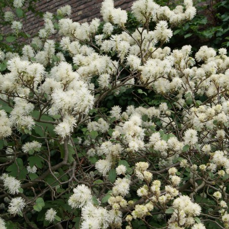 Grand Fothergilla  (en pot de 3 litres) - Fothergilla Major