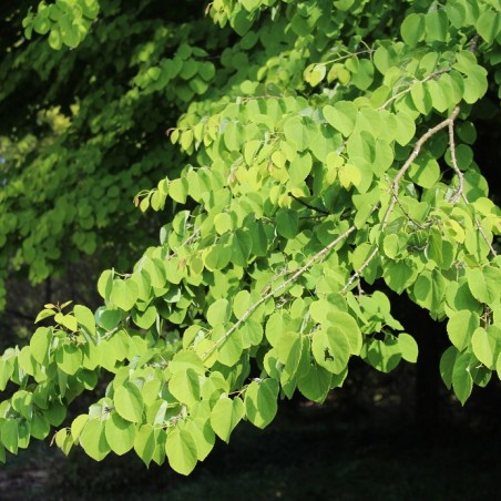Japanese Katsura tree - Cercidiphyllum japonicum